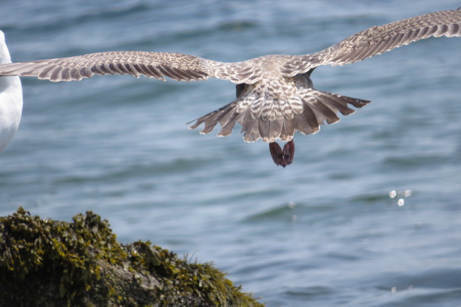 Juvenile Herring Gull Lift Off Chester, Nova Scotia Canada