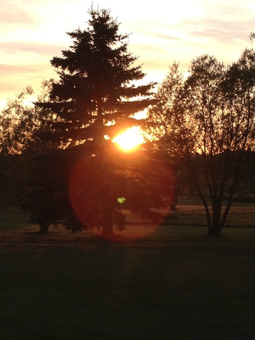 sun in the trees out golfing Sylvan Lake, Alberta Canada