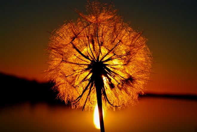 sunset through seeds Rainy River, Ontario Canada