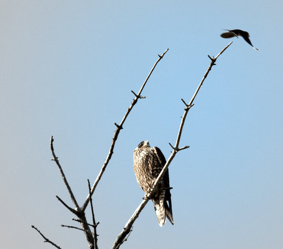 The Brave Swallow & Falcon Delta, British Columbia Canada