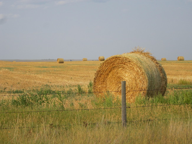 golden bales of hay Maple Creek, Saskatchewan Canada
