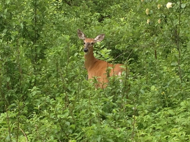 deer Hull, Quebec Canada