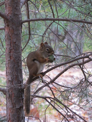 American Red Squirrel Sudbury, Ontario Canada