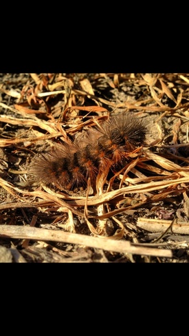 caterpillar Shaunavon, Saskatchewan Canada