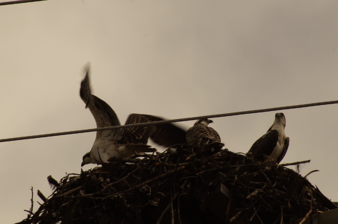 Osprey Nest 