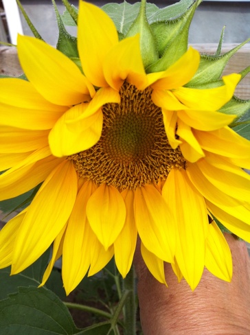 sunflower Thunder Bay, Ontario Canada