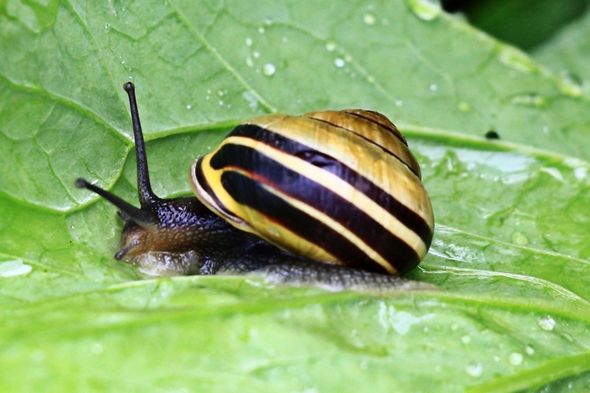 Snail Surrey, British Columbia Canada
