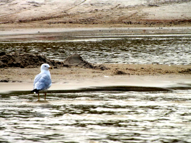seagull at the beach 