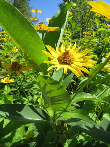 Yellow Flowers Sudbury, Ontario Canada