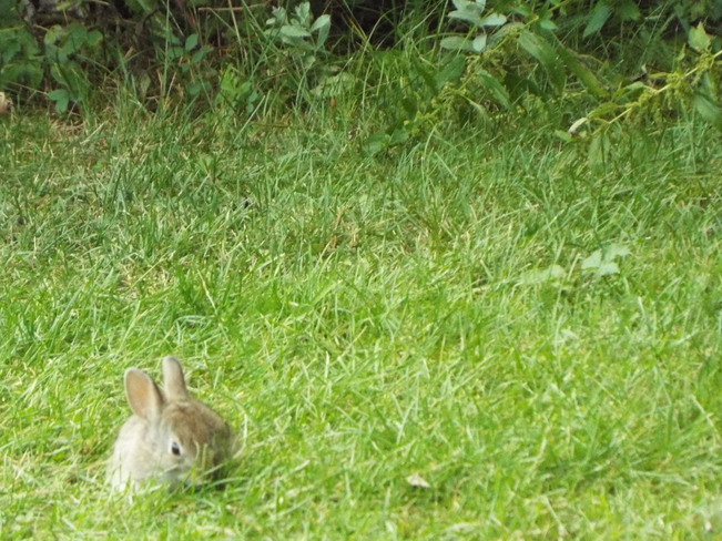 baby bunny Stettler, Alberta Canada