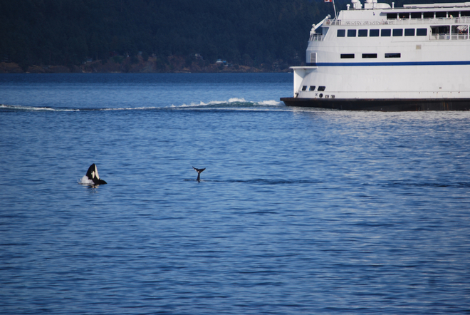 Orcas and BC Ferry Salt Spring Island, British Columbia Canada