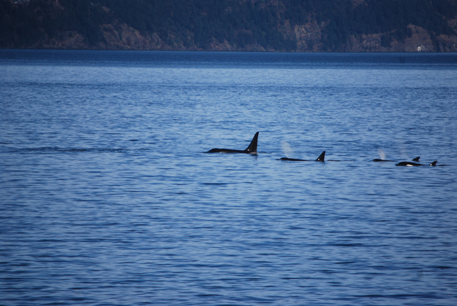 Orcas again Salt Spring Island, British Columbia Canada