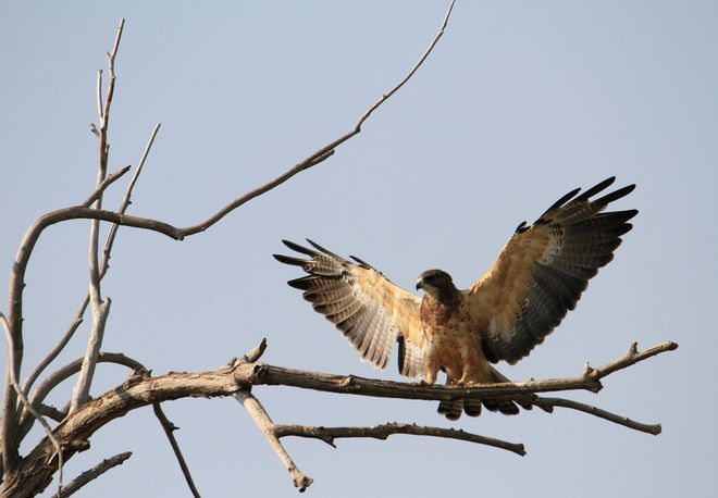 a hawk Brooks, Alberta Canada