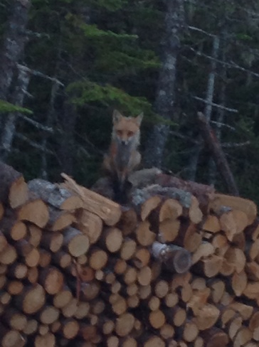 Don't disturb the fox in the wood pile Bay Roberts, Newfoundland and Labrador Canada