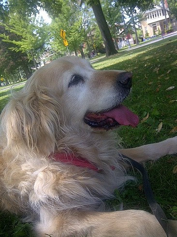 Our Best Employee, Seska,enjoying a day in the park! Stratford, Ontario Canada