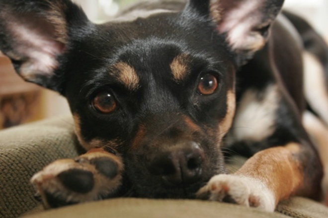 Tynna, a former Loyal Rescue dog Kanata, Ontario Canada