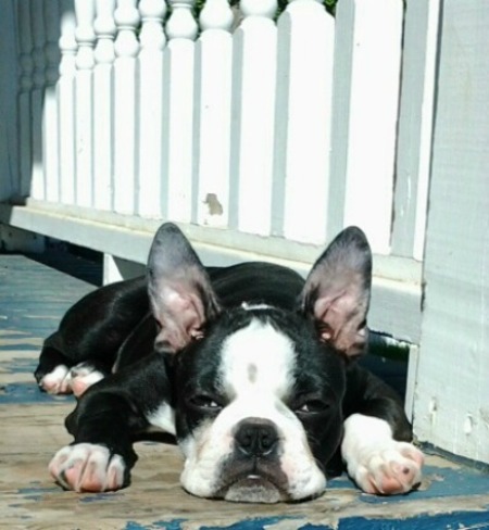 Our Boston Terrier Jax lazing in the sun Montague, Prince Edward Island Canada