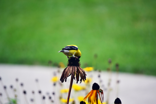 Finch on Coneflower St. Catharines, Ontario Canada