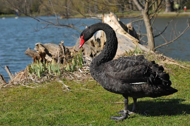black swan Mitchell, Ontario Canada