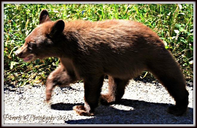 A young cinnamon bear Waterton Park, Alberta Canada