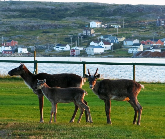 Family of caribou from our cabin window Joe Batt's Arm-Barr'D Islands-Shoal Bay, Newfoundland and Labrador Canada