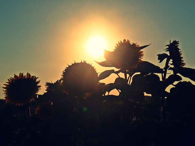 sunflower sunset Sarnia, Ontario Canada