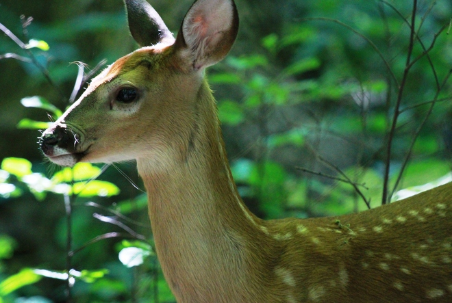 Deer in Oakville Oakville, Ontario Canada