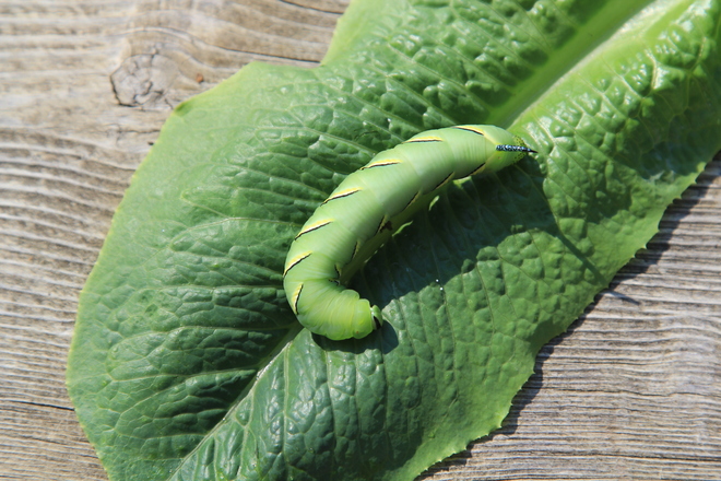 ugly caterpillar Geraldton, Ontario Canada
