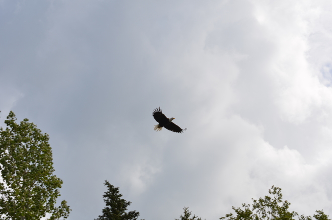 eagles flying over our patio Lewisporte, Newfoundland and Labrador Canada
