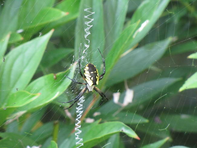 Orb-Weaver Spider Burlington, Ontario Canada