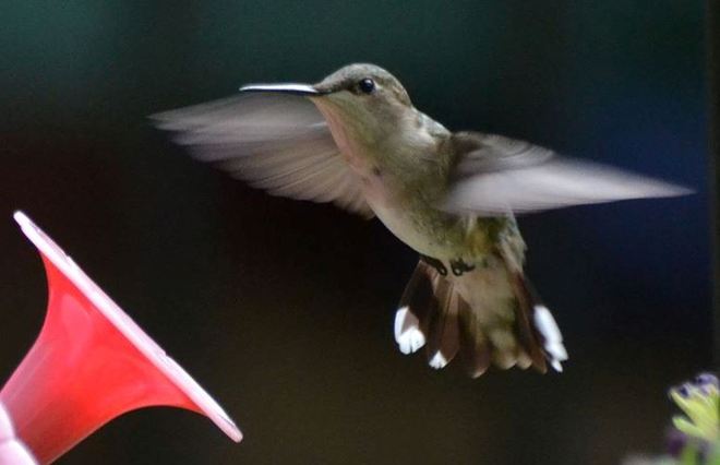 Awesome Hummingbird!!! Cantley, Quebec Canada