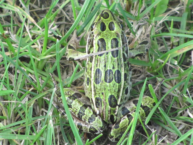 Frog Souris, Manitoba Canada