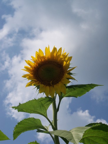 sunflower Fort Erie, Ontario Canada