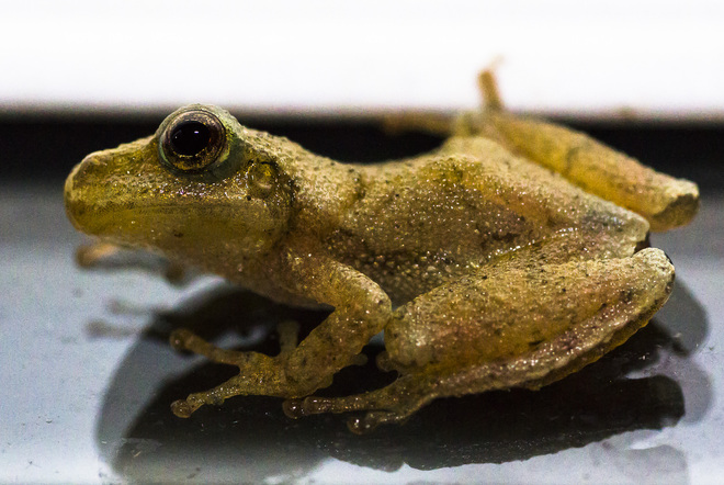 Baby Frog Casselman, Ontario Canada