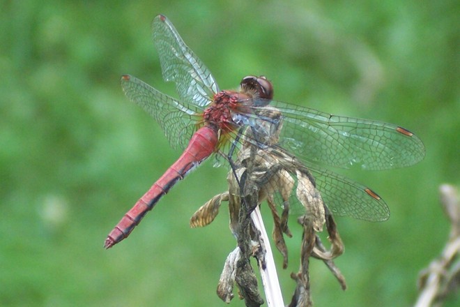 Red dragonfly Belleville, Ontario Canada
