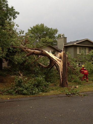 Tree hit during storm Calgary, Alberta Canada