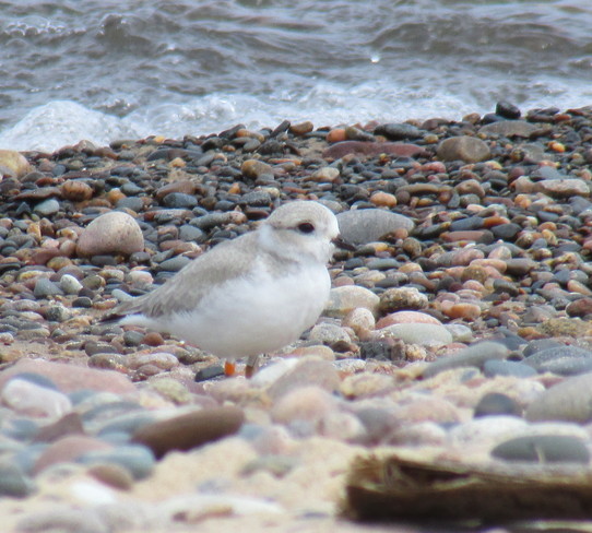 Endangered Piper Plover Paradise, Michigan United States
