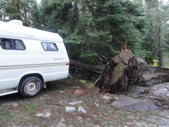 Fallen Tree Kenora, Ontario Canada