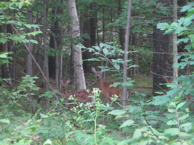 Can you find the third deer? Westport, Ontario Canada