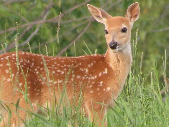 Bambi Macdiarmid, Ontario Canada