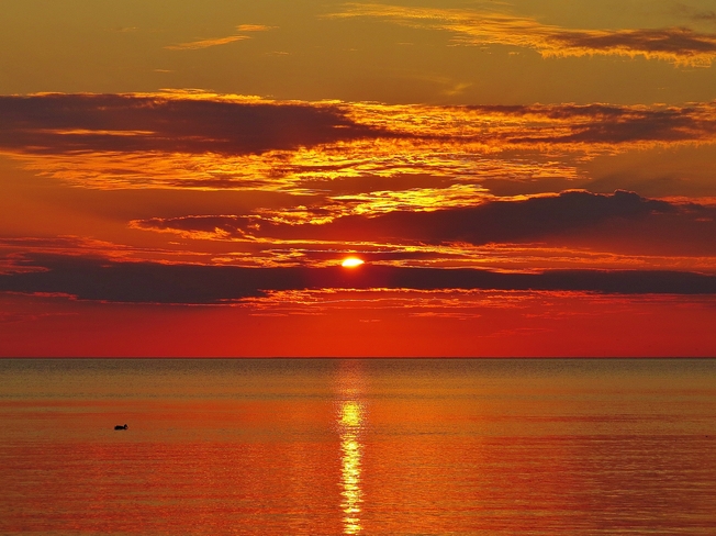 One lone duck enjoying tonight's sunset. North Bay, Ontario Canada