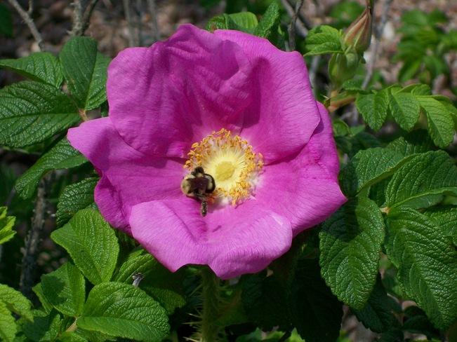 Bee a flower Greater Sudbury, Ontario Canada