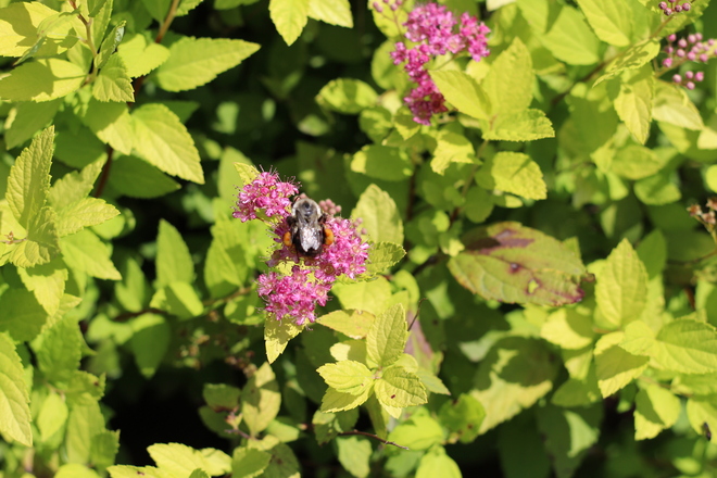 Bee-autiful Ajax, Ontario Canada