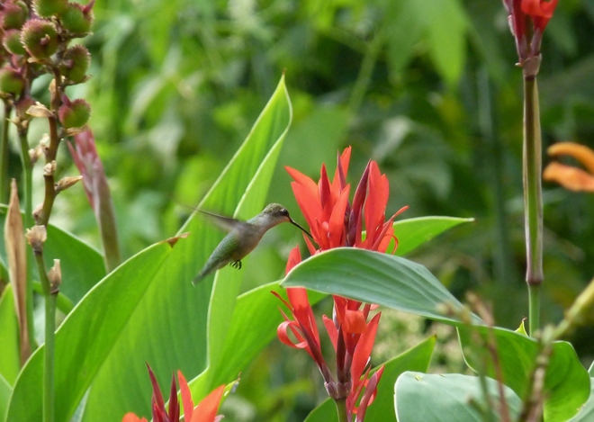 Hummingbird and Canna Lily Tottenham, Ontario Canada