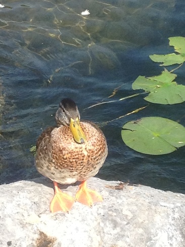 Duck Cornwall, Ontario Canada