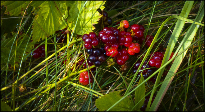 Wild berries near Esten Dr. Elliot Lake, Ontario Canada