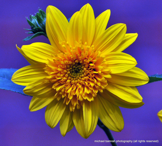 Sun Flower Whitby, Ontario Canada