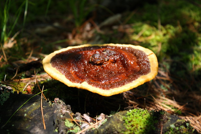 Don't eat this scary mushroom Brighton, Ontario Canada
