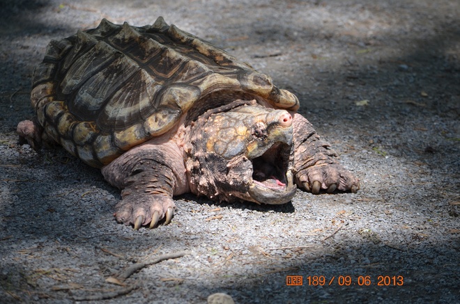 Florida turtle 