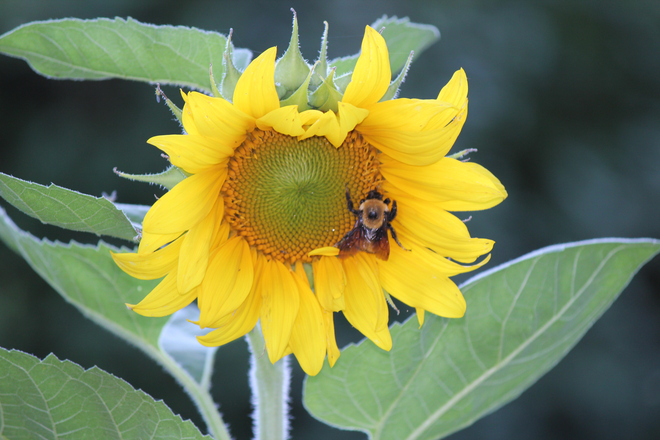 sunflower and bee Vanscoy, Saskatchewan Canada